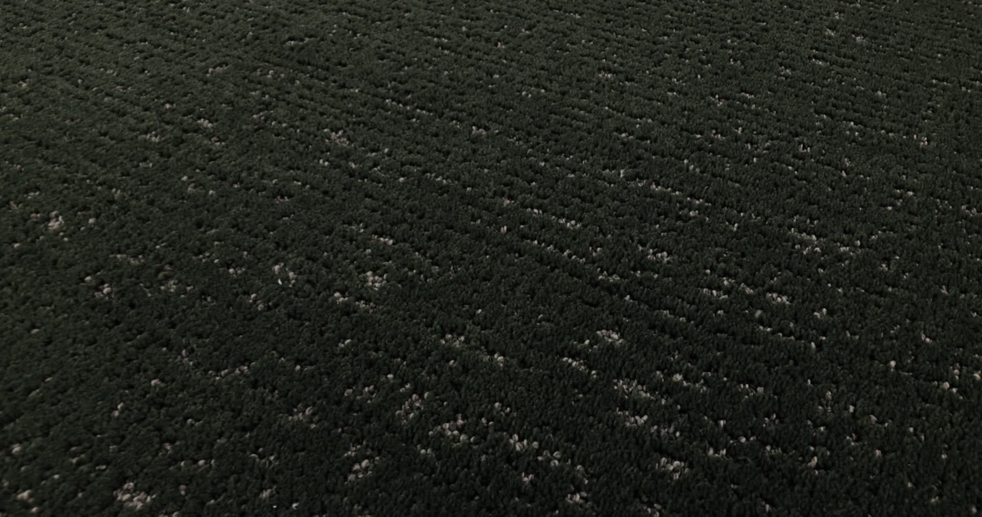 CURATED TONE EVERGREEN 360PROD