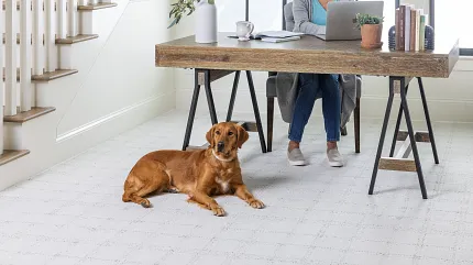 Stylish white carpet for contemporary home offices Modern home office with white carpet flooring and a dog