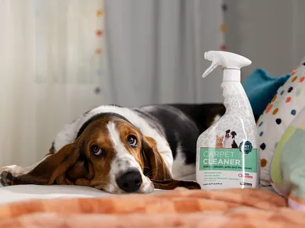 Pet-friendly carpet cleaner for a comfortable home environment Carpet cleaner bottle on a cozy bed with a dog