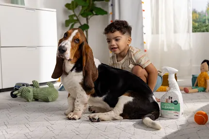 Durable and Easy-to-Clean Patterned Carpet for Comfortable Home Living Basset hound sitting on patterned carpet with toys and carpet cleaner in a cozy home setting