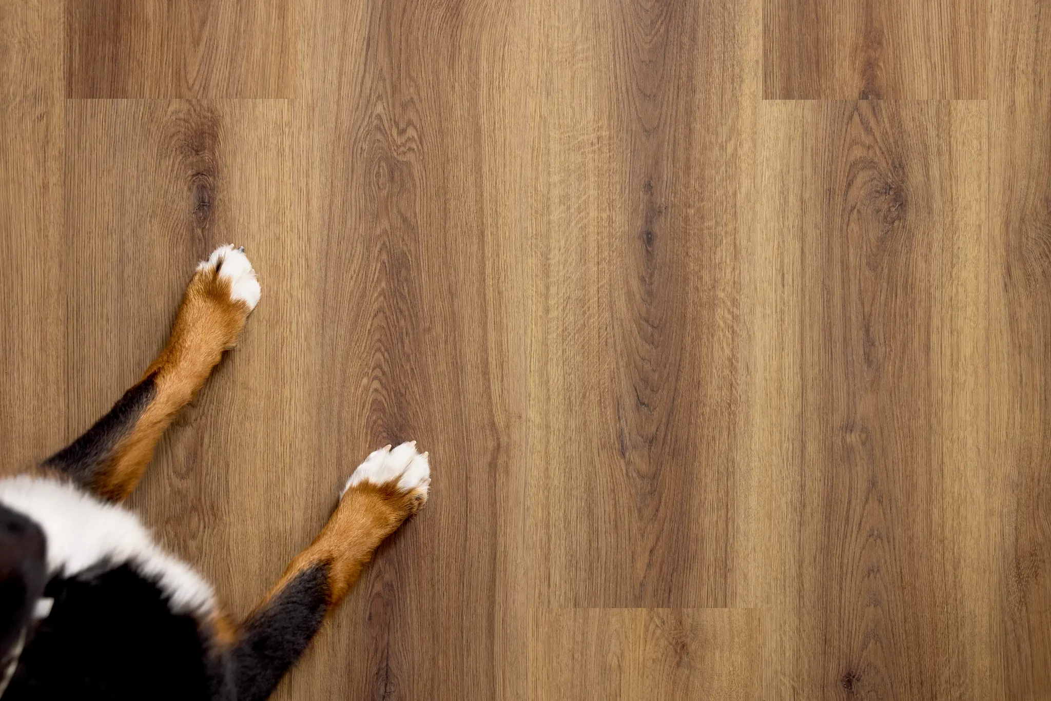 Dog paws on durable laminate flooring