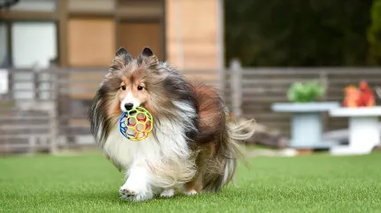 Lush outdoor grass for pet-friendly spaces Dog playing on green grass in backyard