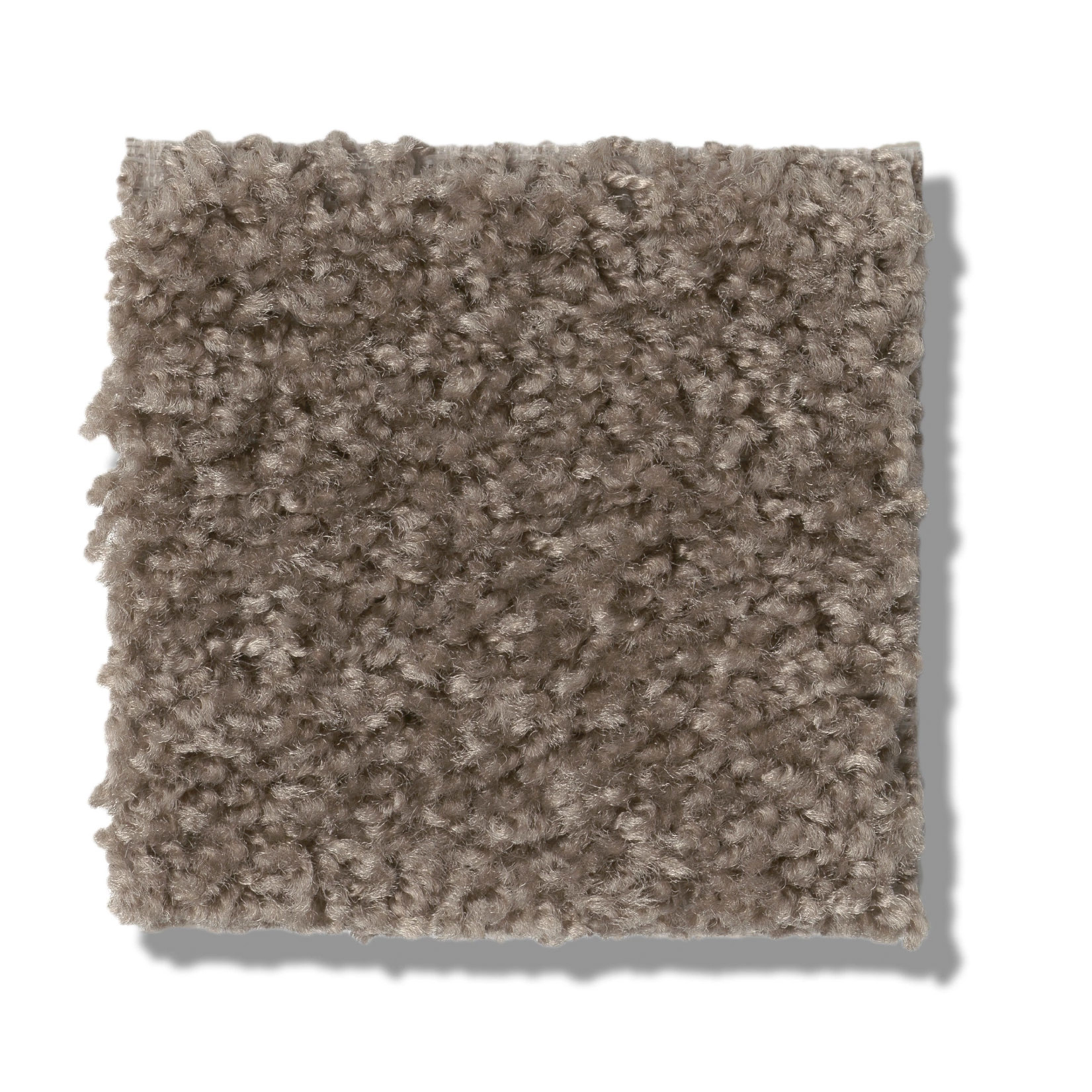 VALIANT PLYMOUTH ROCK SWATCH