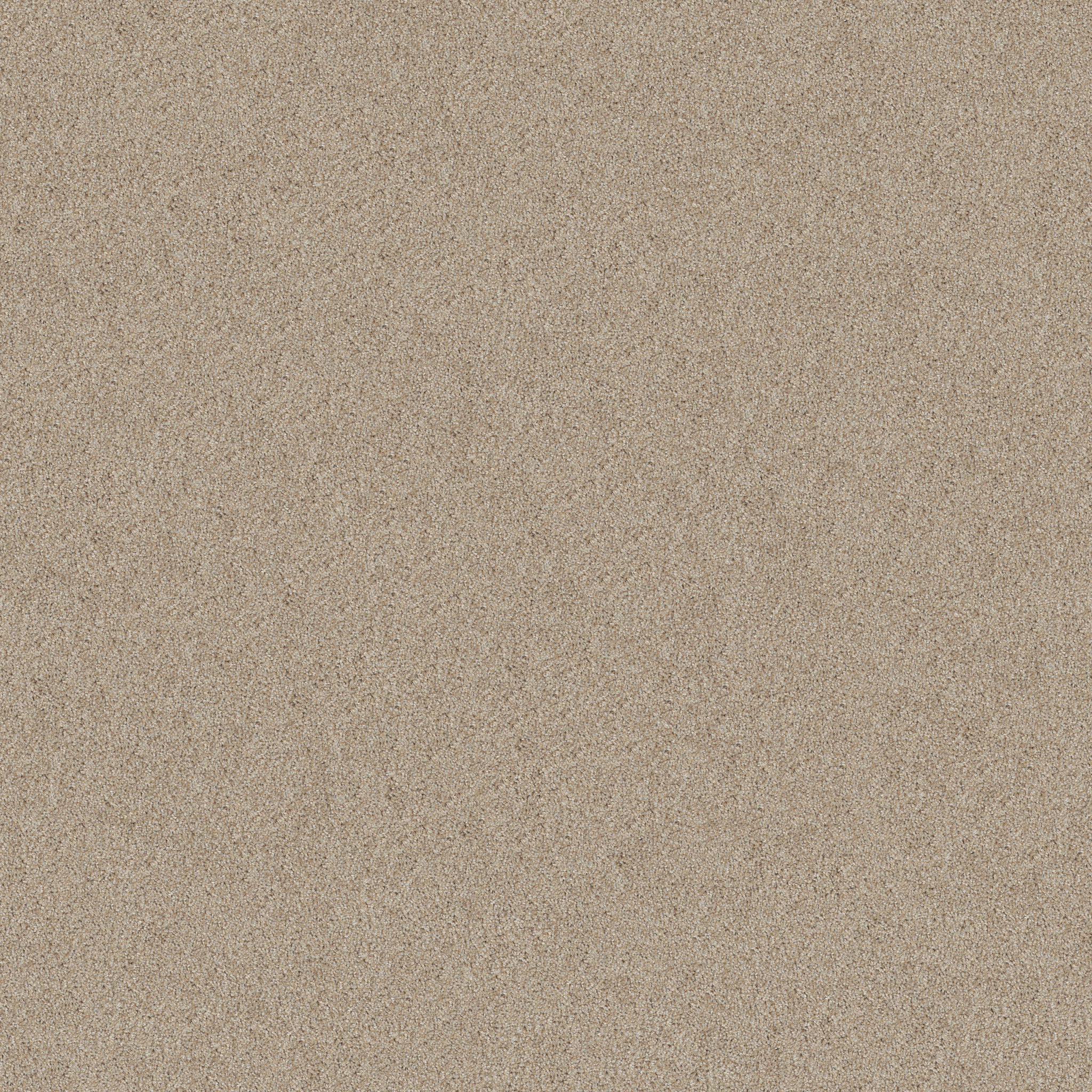 HIGH IMPACT T SUNLIT MAIN