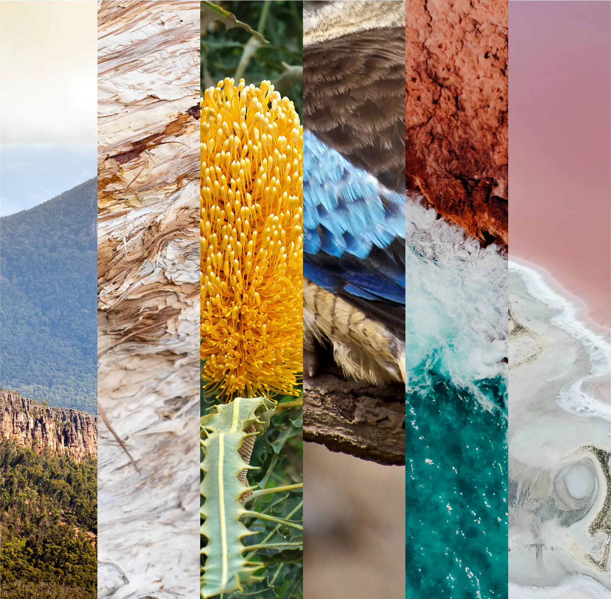 Inspiration collage for the Accent collection featuring Australian landscapes, weathered timber, native yellow banksia, vibrant blue bird feathers, coastal cliffs, ocean waves and pink salt lake textures.