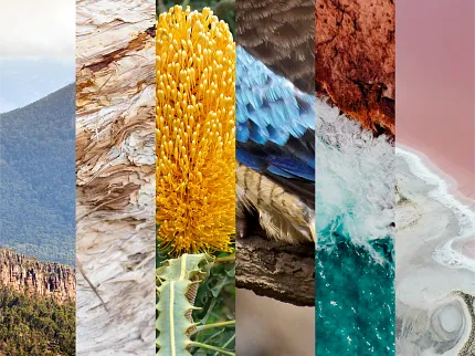 Accent Collection Inspiration Imagery | Natural Colours & Textures Inspiration collage for the Accent collection featuring Australian landscapes, weathered timber, native yellow banksia, vibrant blue bird feathers, coastal cliffs, ocean waves and pink salt lake textures.