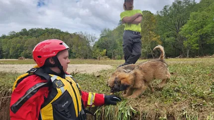 A person outdoors in a rescue attire with two dogs A person outdoors in a rescue attire with two dogs
