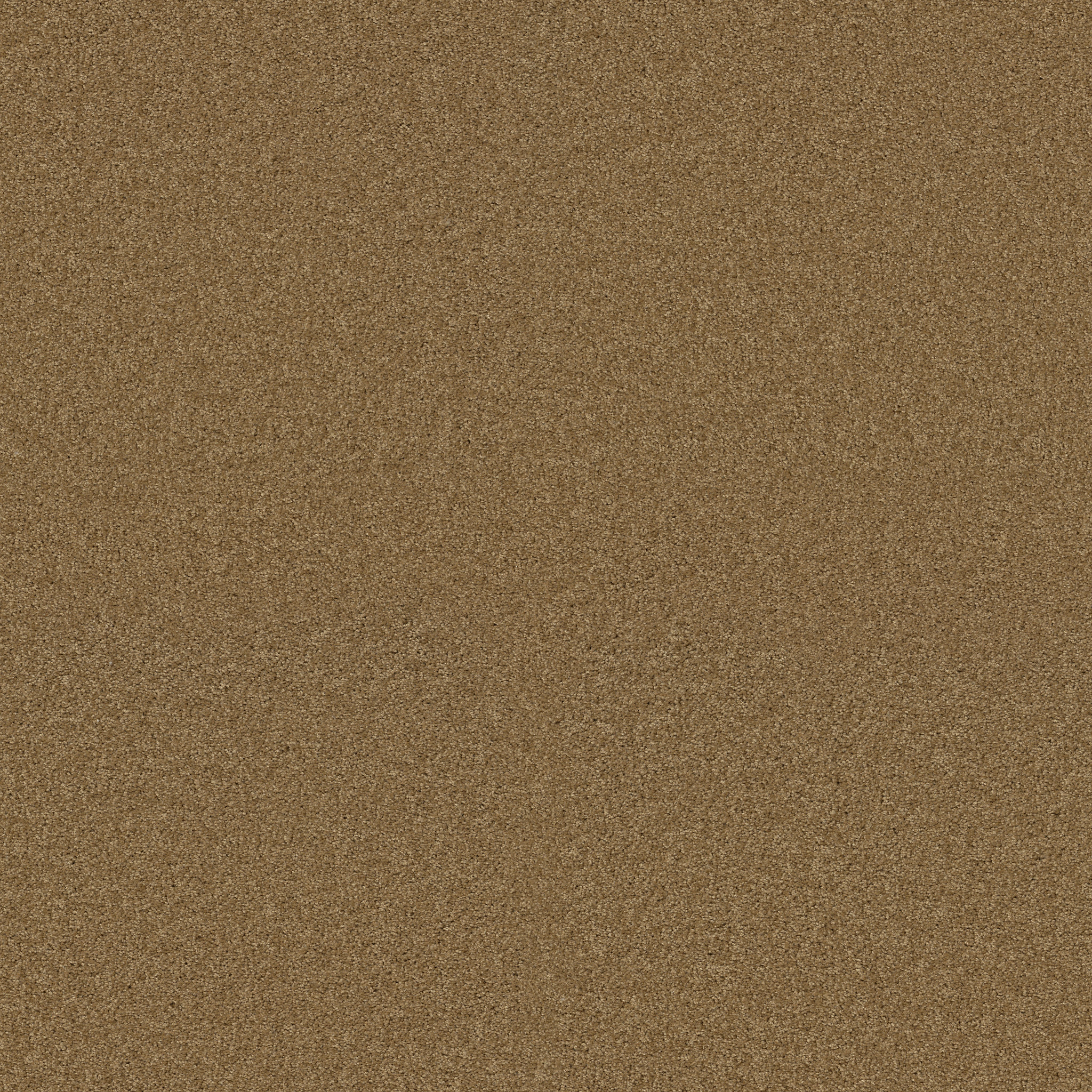 LOYAL BEAUTY I HONEY POT MAIN