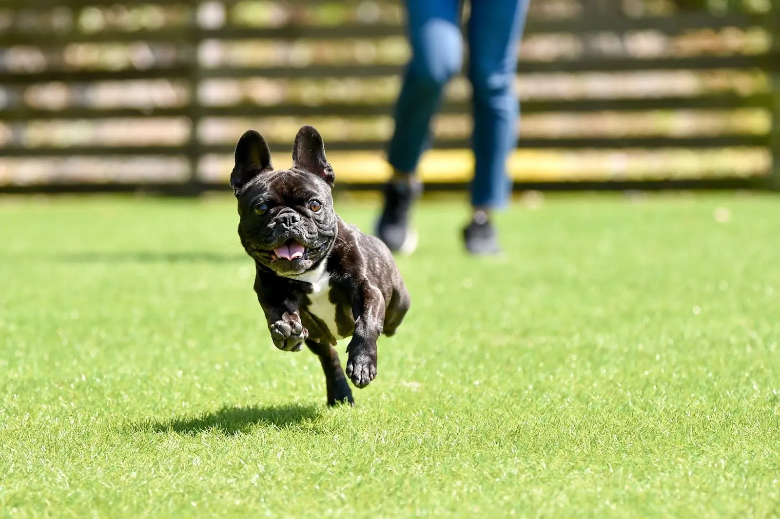 Dog running on green grass with person in background