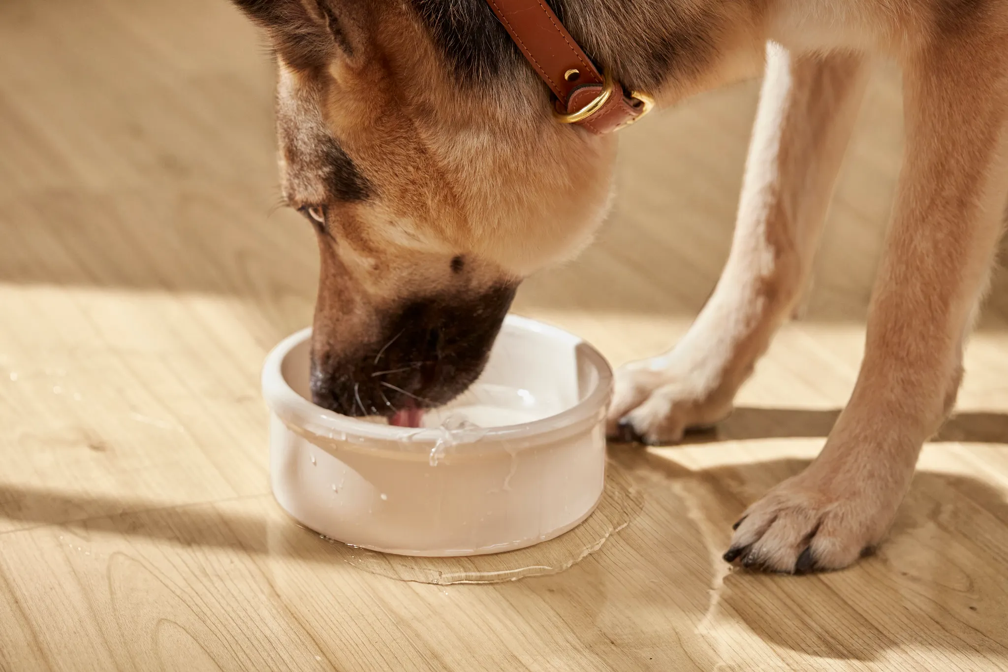 Waterproof Flooring Solutions for Pet Owners: Keeping Your Home Clean and Stylish