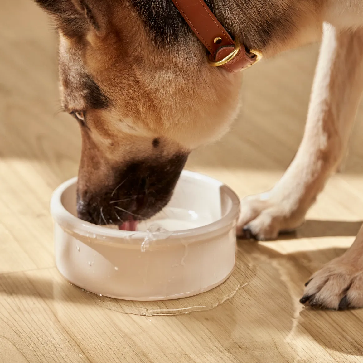 German Shepherd drinking water on durable, easy-to-clean laminate flooring with a light wood finish