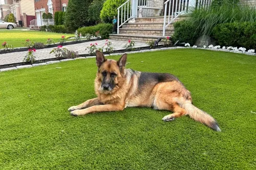 German Shepherd lying on artificial grass in a garden