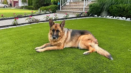 Durable artificial grass for outdoor spaces German Shepherd lying on artificial grass in a garden