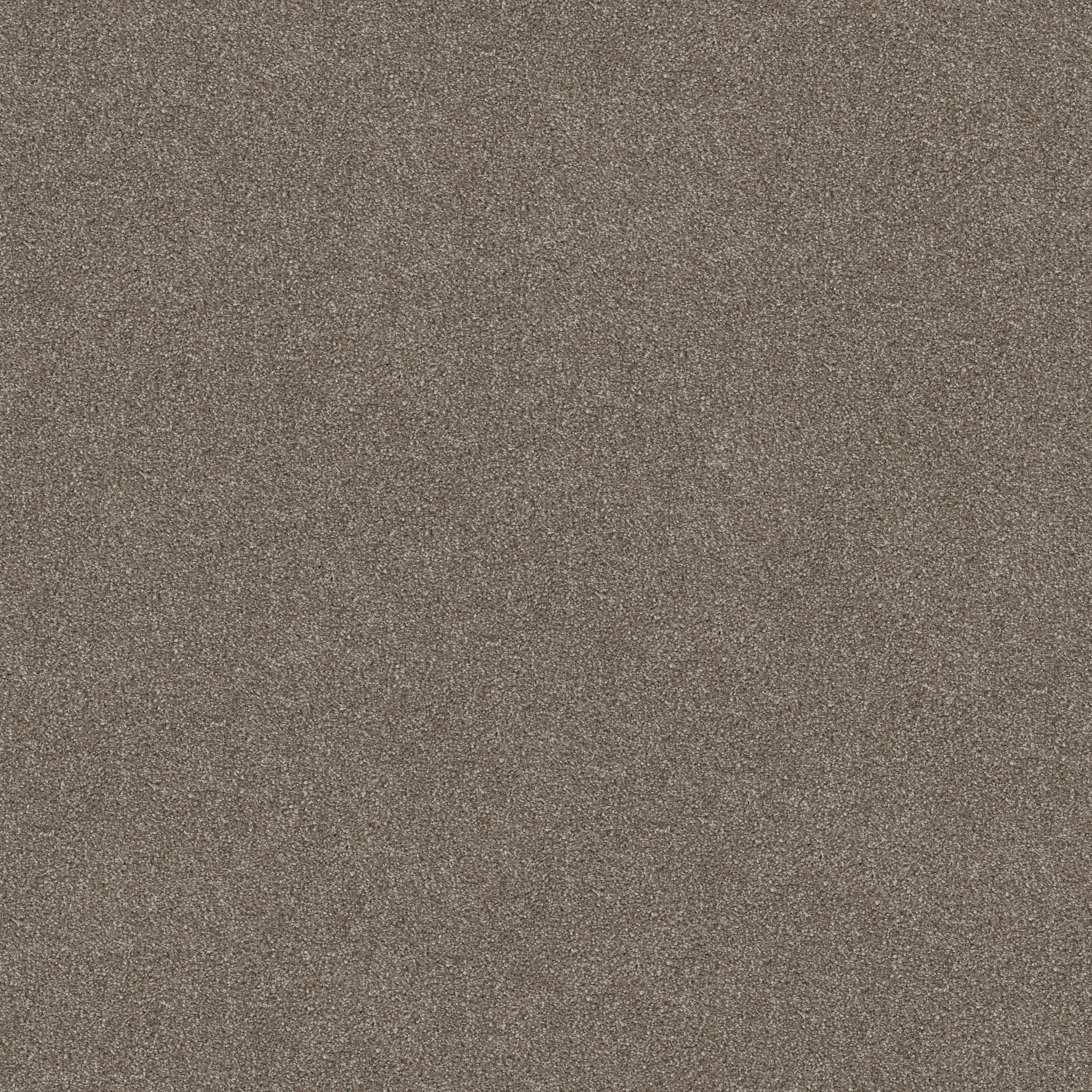 MAJORITY RULES MOCCASIN MAIN