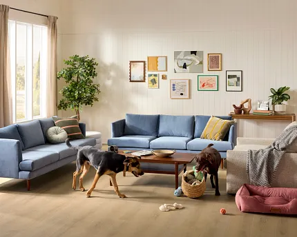 Comfortable and Durable Carpet Flooring for Everyday Home Comfort Cozy living room with durable carpet flooring, featuring a mustard yellow sofa, a white armchair, and a playful dog