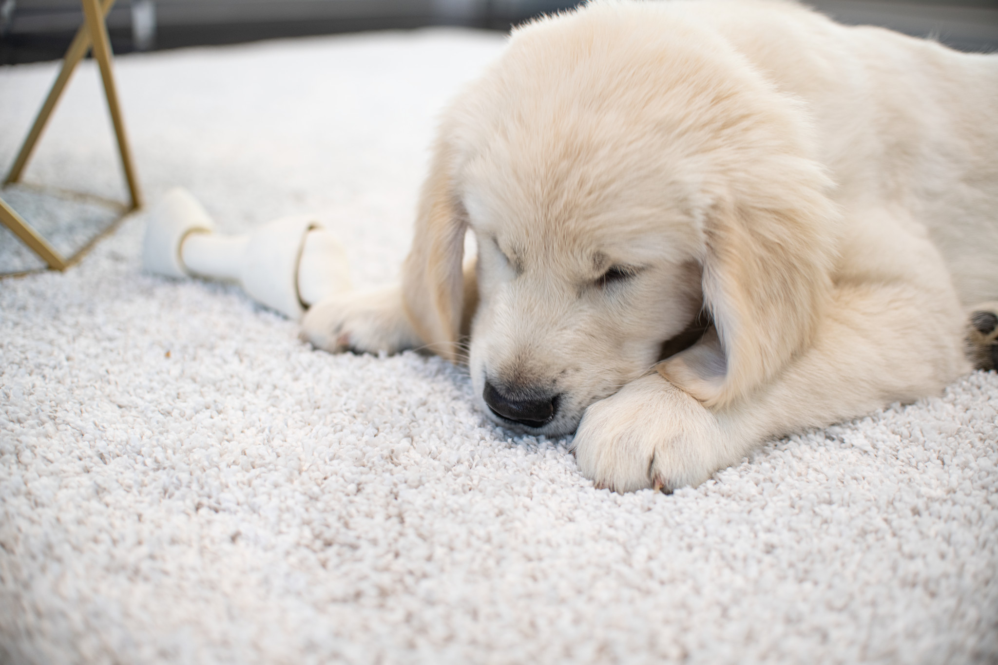 Paws down: the best carpet for pets