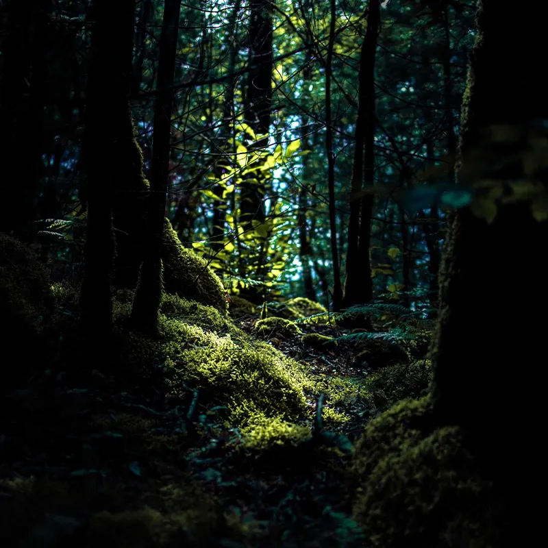 Forest scene with sunlight filtering through trees and moss-covered ground
