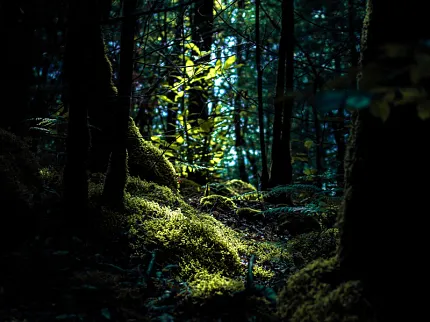 Serene forest landscape with sunlight and mossy ground Forest scene with sunlight filtering through trees and moss-covered ground