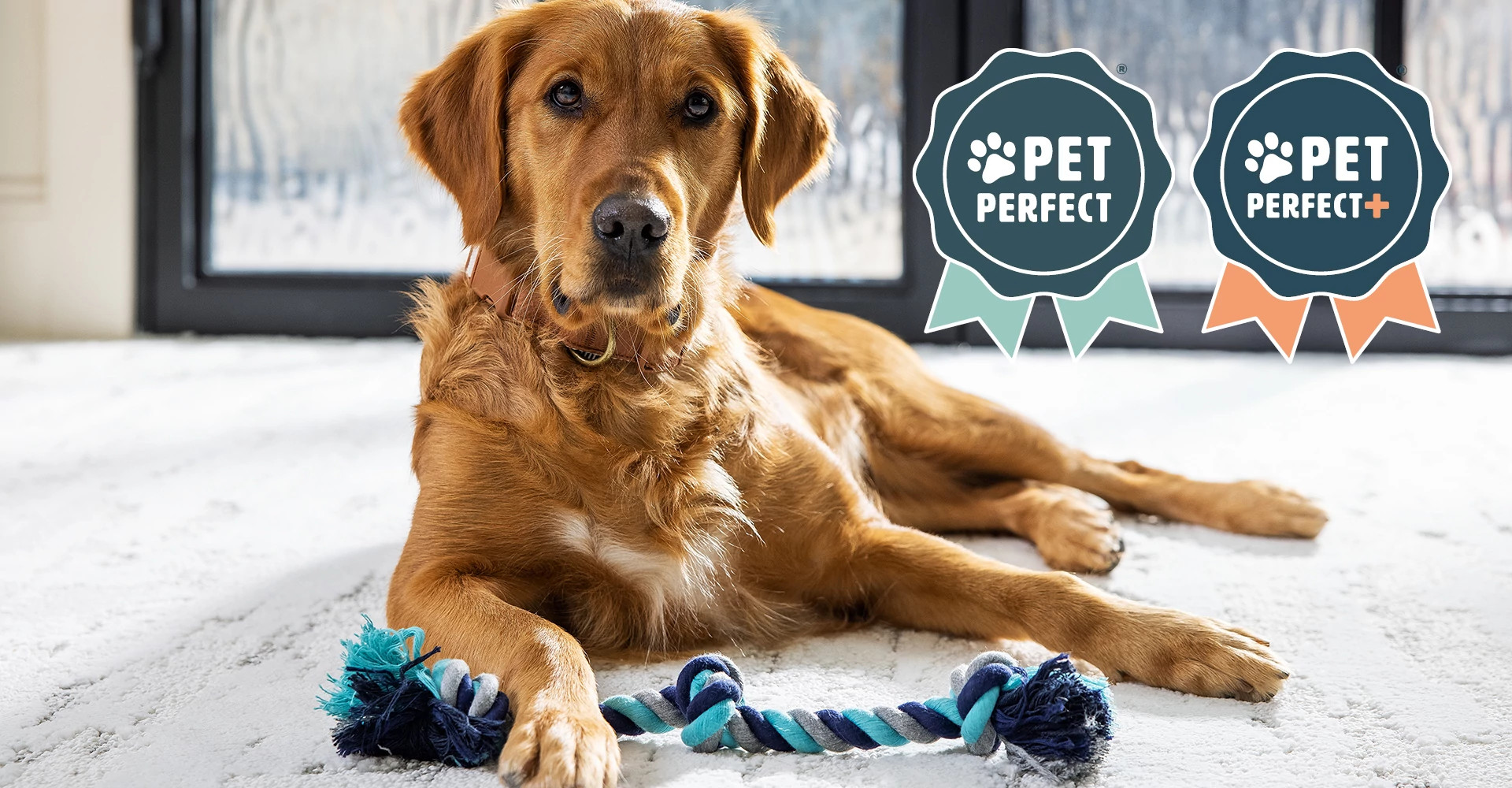 Golden retriever lying on light gray flooring with a blue and teal rope toy, showcasing pet-friendly flooring.