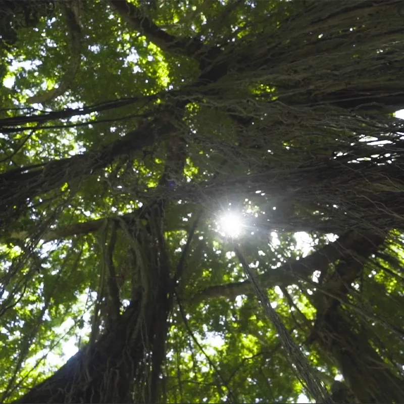 Sunlight filtering through dense tree canopy with hanging vines