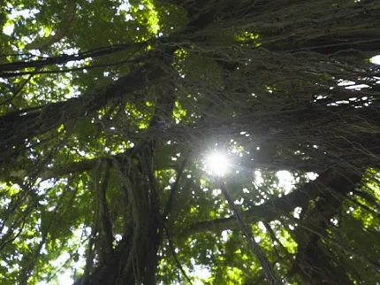 Sunlight through Tree Canopy with Vines Sunlight filtering through dense tree canopy with hanging vines