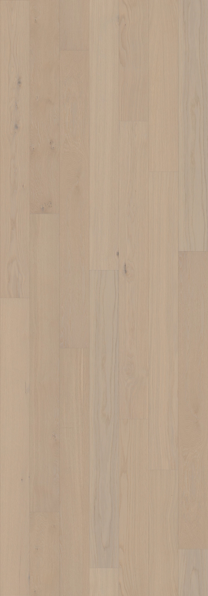 Tradition swatch