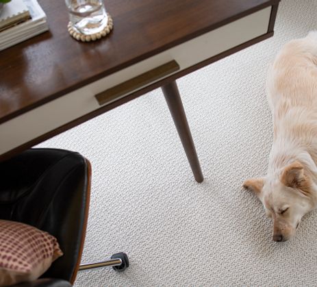 Textured carpet in an office with a dog lying on it