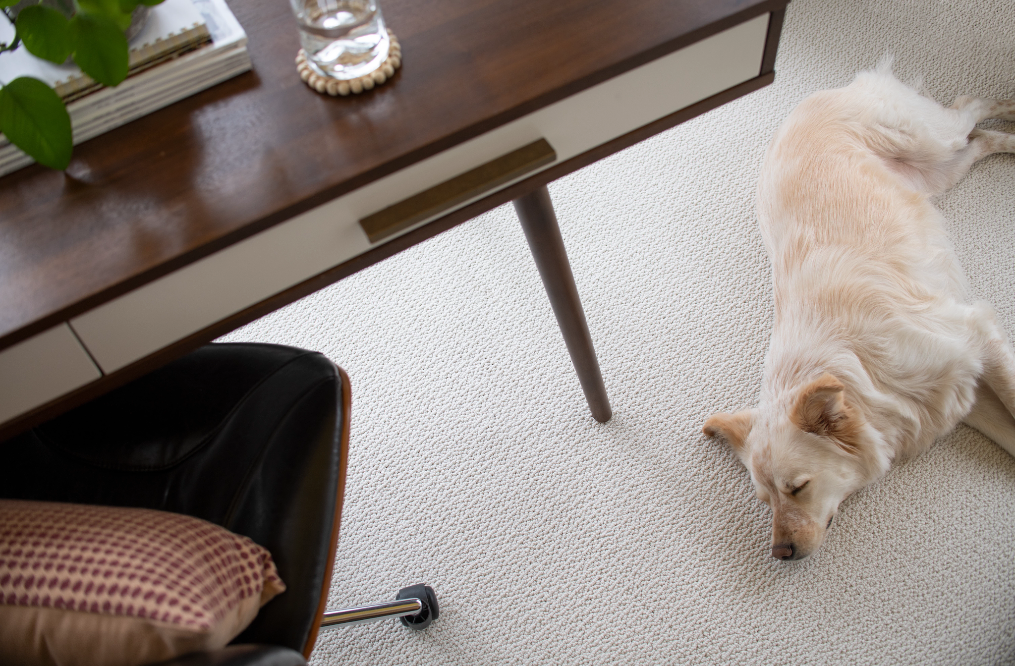 Textured carpet in an office with a dog lying on it