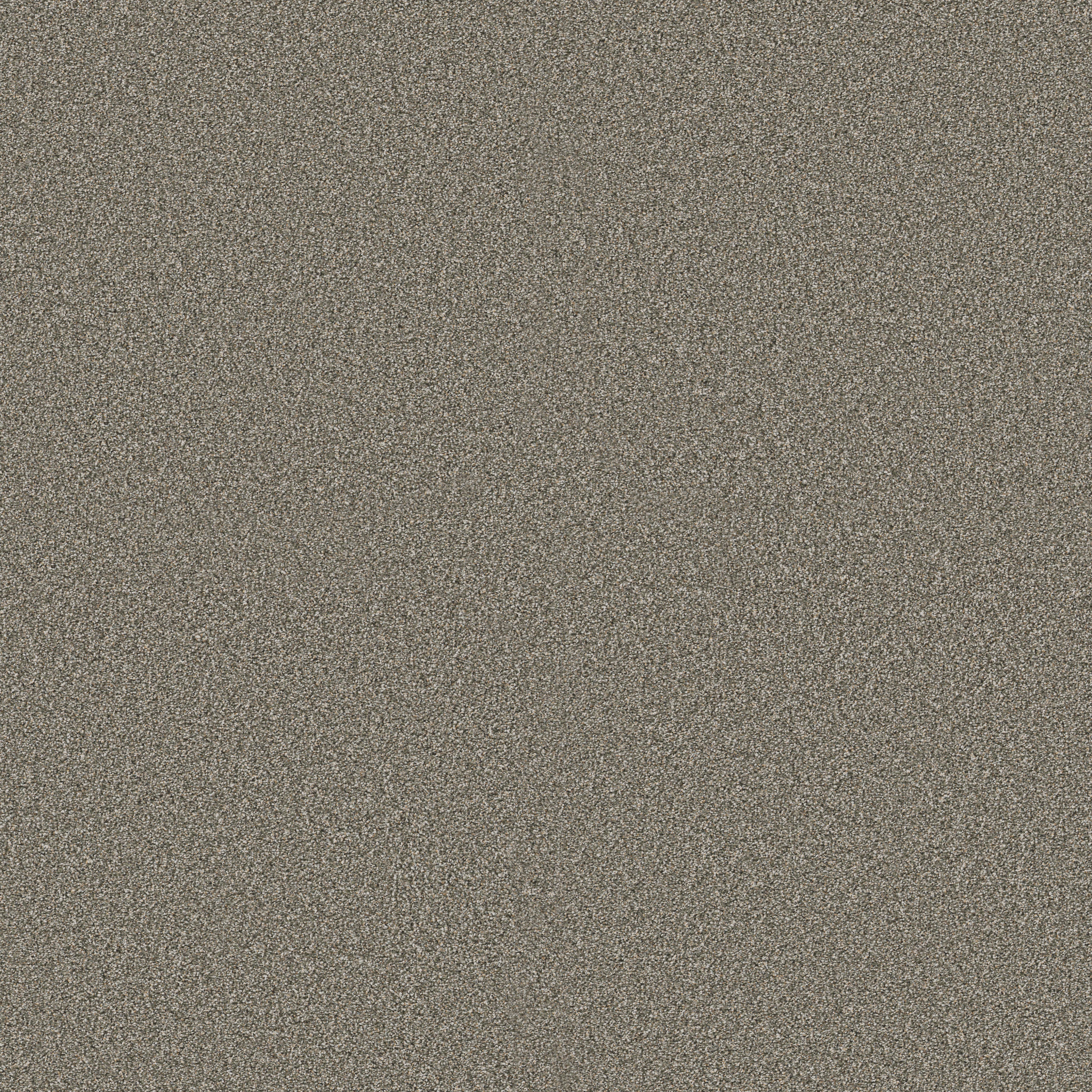 TIMELESS TONE OLIVE TREE MAIN