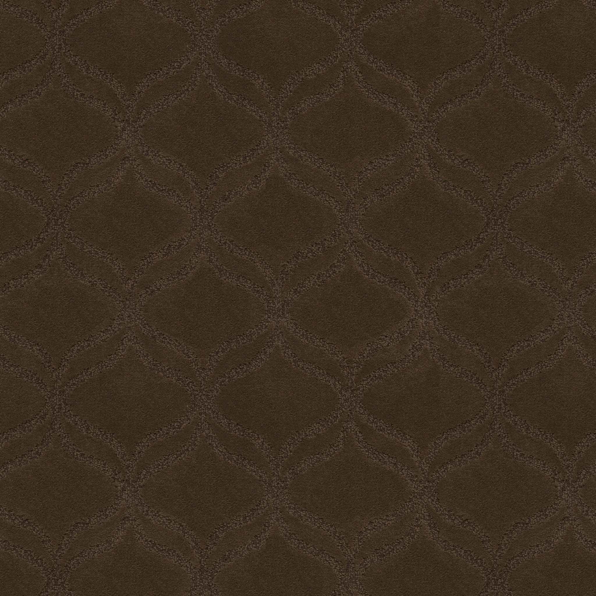 APPRECIATION BISON MAIN