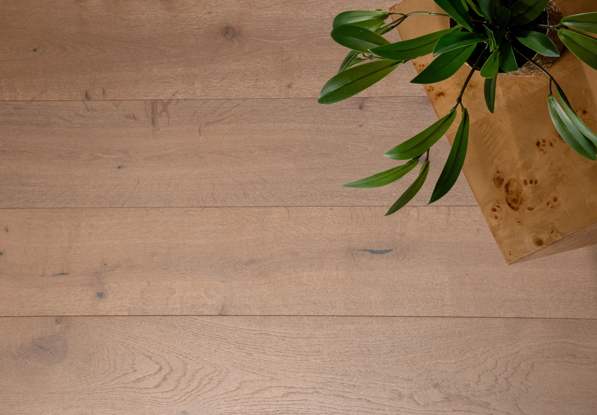 Light brown hardwood flooring with natural wood grain and a green plant on a wooden table