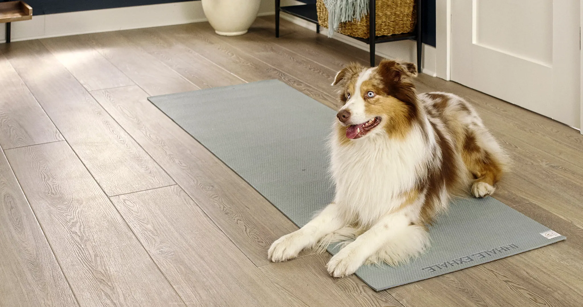 Pet-friendly luxury vinyl plank flooring in a modern living room with a dog on a yoga mat