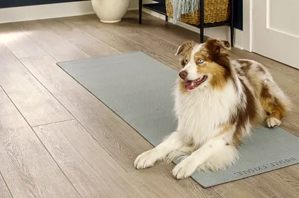 Durable and waterproof LVP flooring for residential spaces Pet-friendly luxury vinyl plank flooring in a modern living room with a dog on a yoga mat