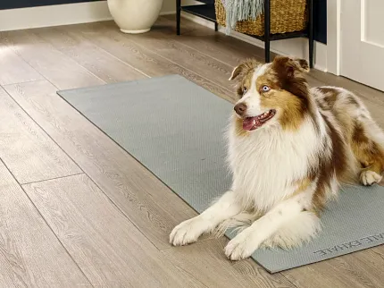 Durable and waterproof LVP flooring for residential spaces Pet-friendly luxury vinyl plank flooring in a modern living room with a dog on a yoga mat