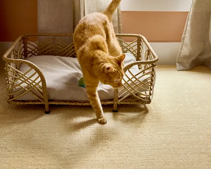 Comfortable and Durable Carpet Flooring for Everyday Home Comfort Cozy living room with durable carpet flooring, featuring a mustard yellow sofa, a white armchair, and a playful dog