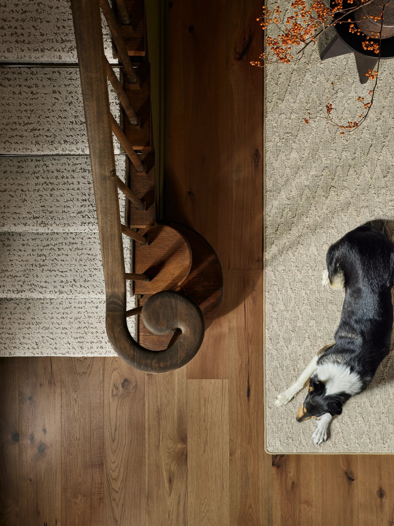 Elegant hardwood flooring in a home setting with a wooden staircase and a dog lying on a beige carpet