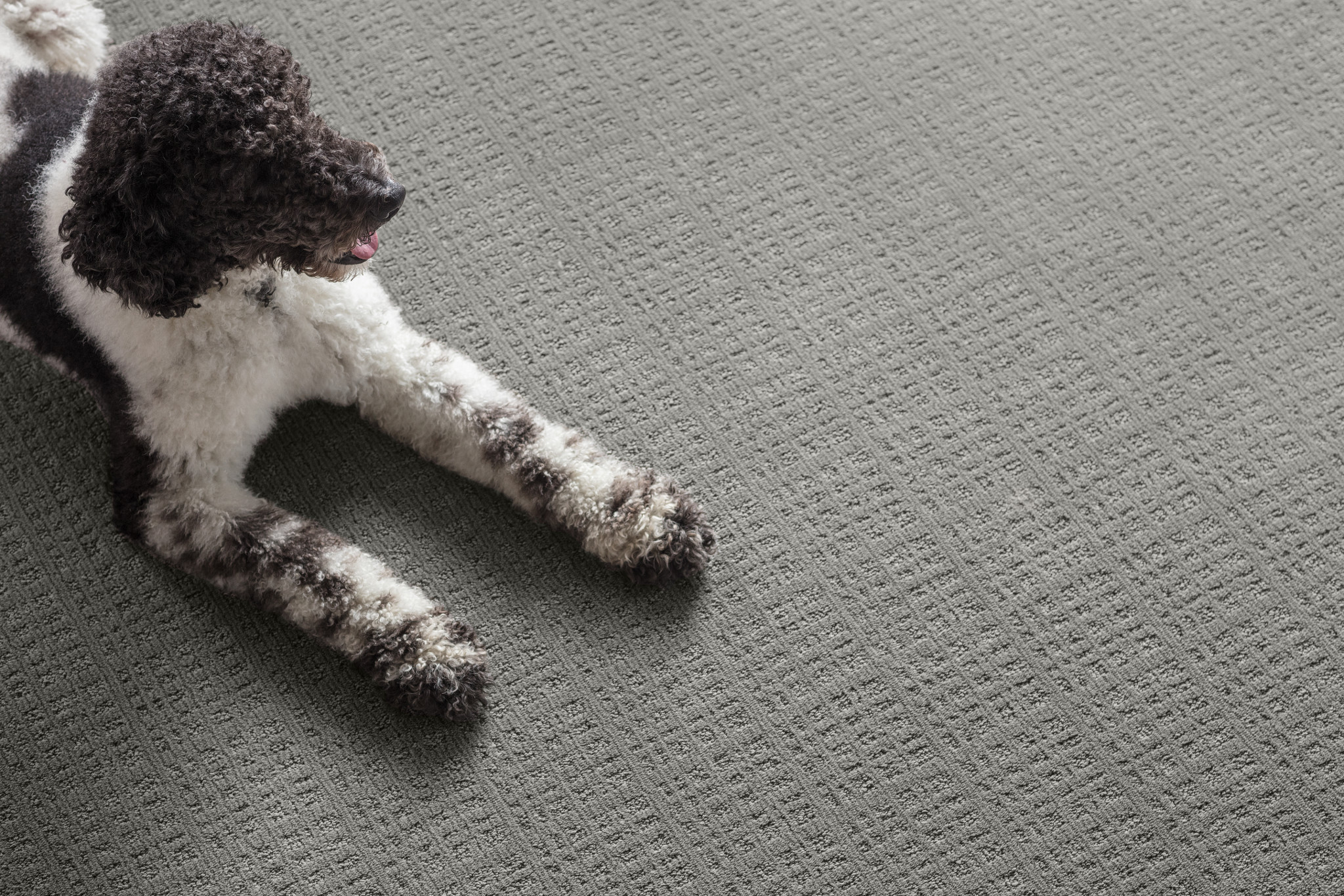 PURRSUASION BACKDROP StaticImage05