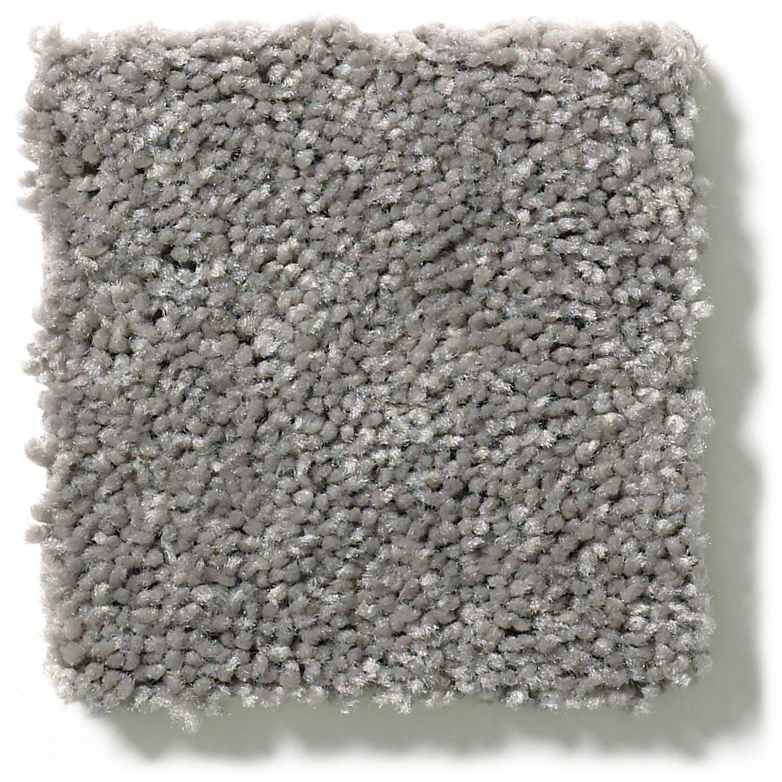 ROYAL PORTRUSH II 12' INK SPOT SWATCH