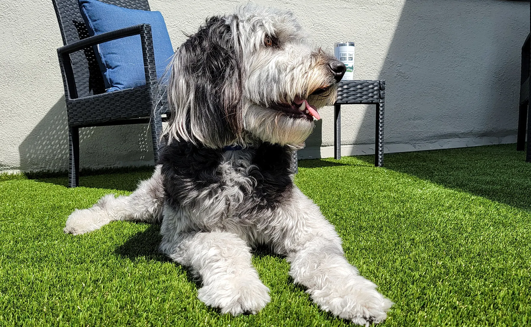Dog relaxing on artificial grass in a sunny patio