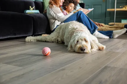 Coretec Mineral Core Residential LVP Flooring - Wood Look, Pet Friendly, 47.64x7.6 inch Cozy living room with a dog lying on Coretec Mineral Core Residential luxury vinyl plank flooring, featuring a wood look in shades of gray and brown, 47.64x7.6 inch dimensions