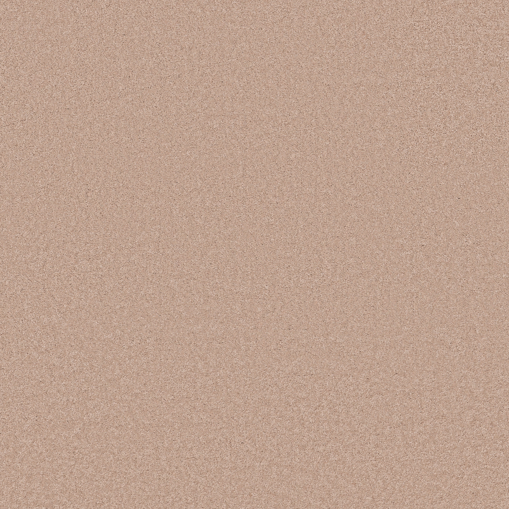 ELEGANT BEAUTY APRICOT ICE MAIN