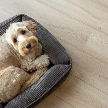 Light wood flooring with a dog in a cozy bed
