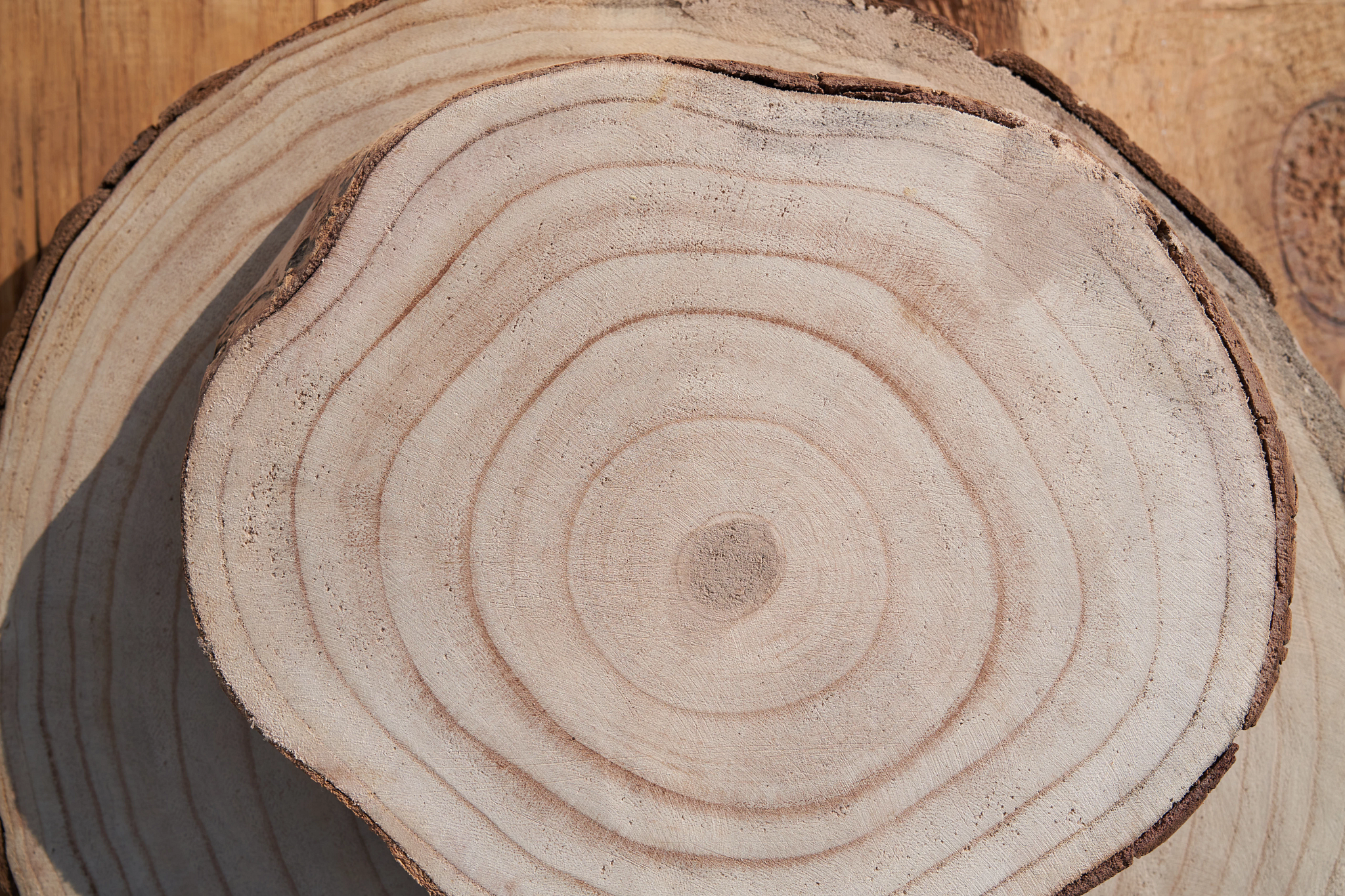 Tree Rings