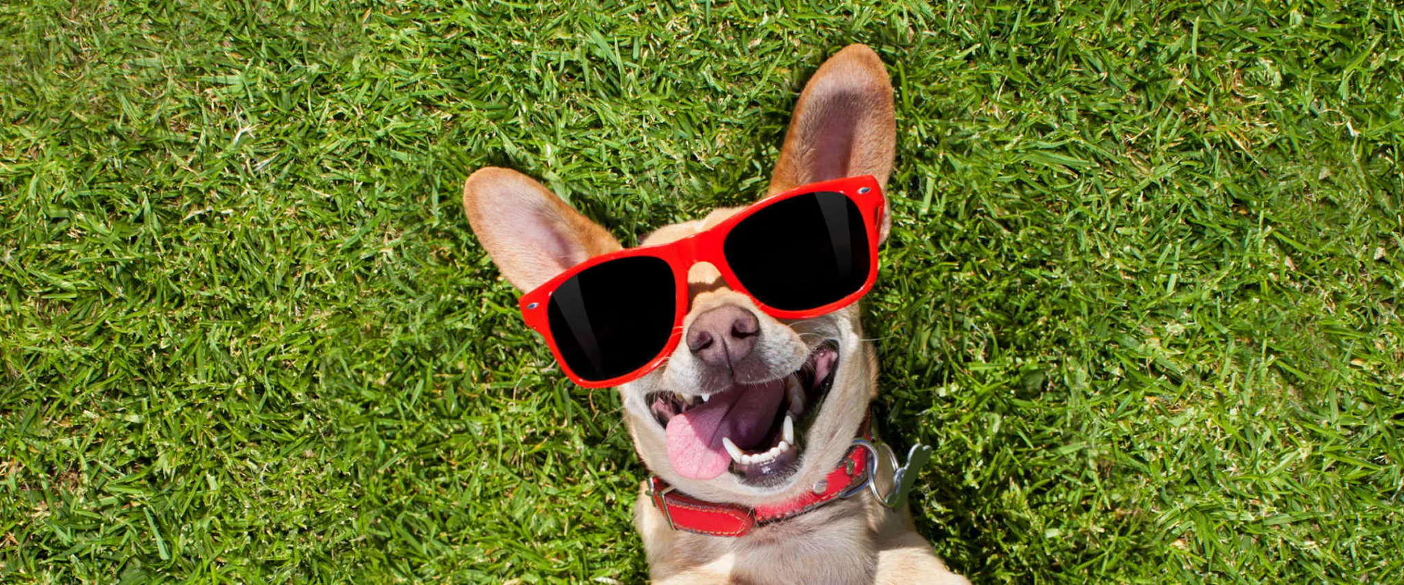 Dog wearing sunglasses lying on grass