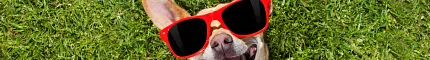 Dog wearing sunglasses lying on grass