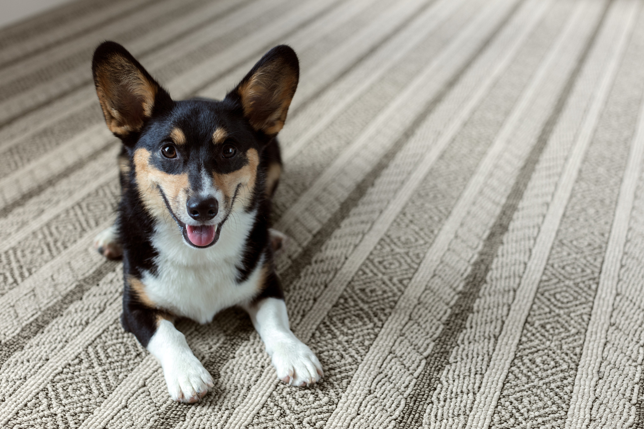 SPEAK DESERT PALM StaticImage03