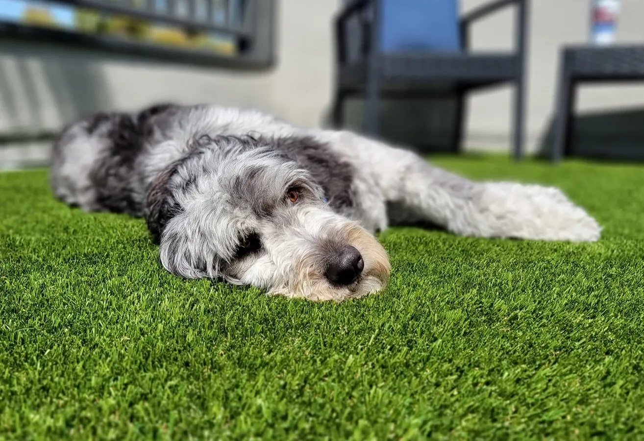 Dog relaxing on artificial grass in outdoor setting