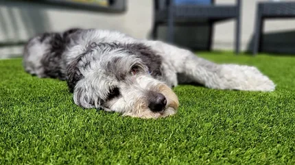 Comfortable outdoor artificial grass for pets Dog relaxing on artificial grass in outdoor setting