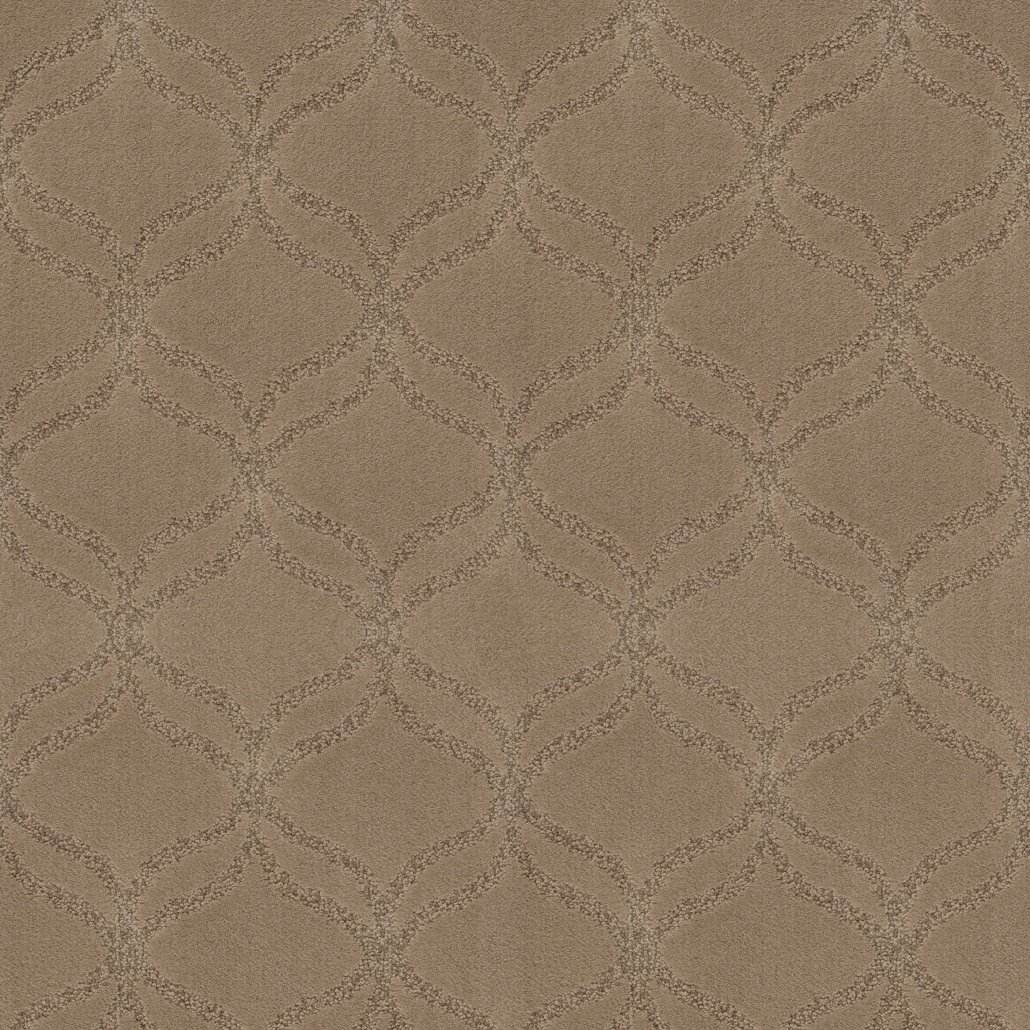 APPRECIATION LLAMA MAIN