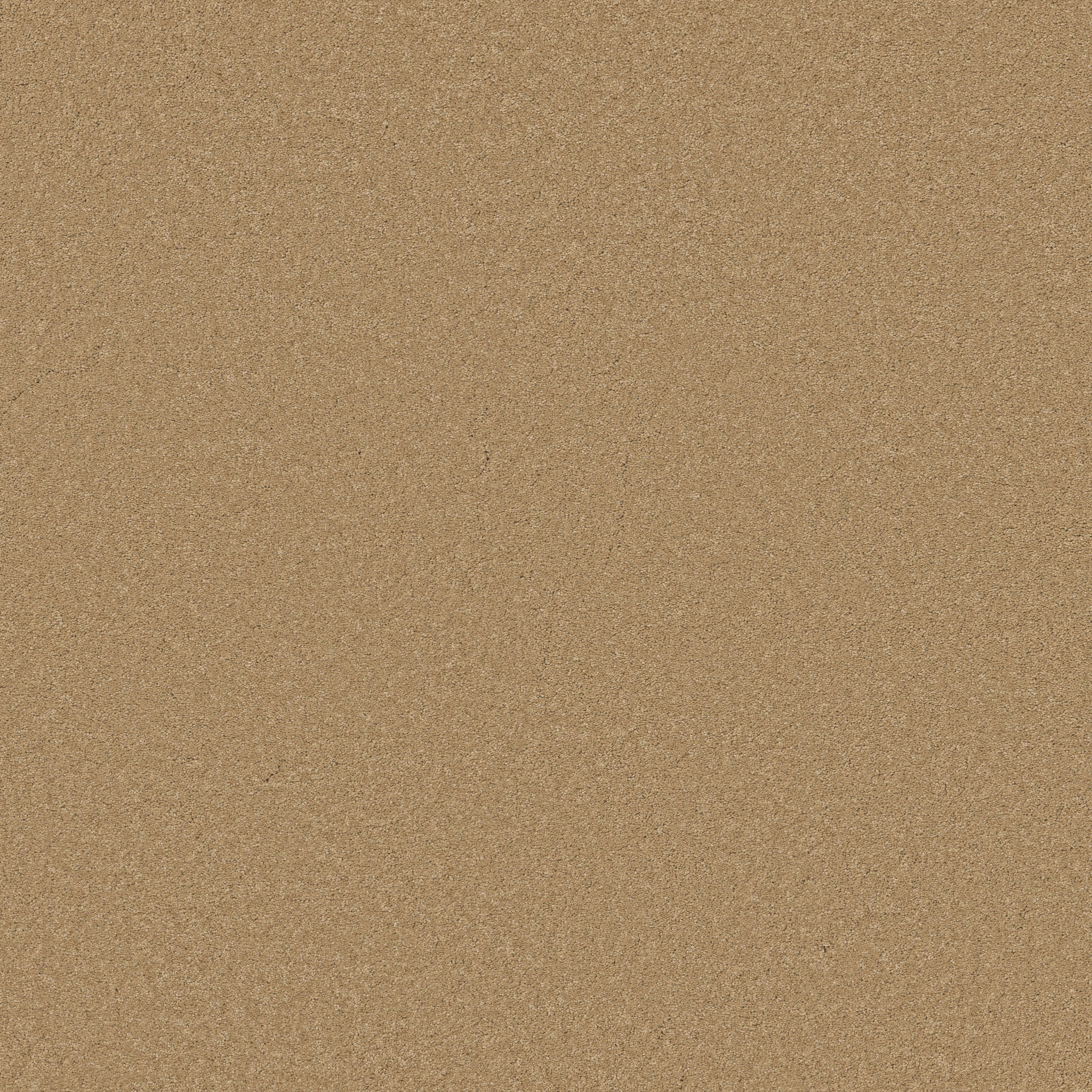 ELEGANT BEAUTY WINTER WHEAT MAIN